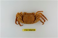 藏品(鱗形斜紋蟹)的圖片